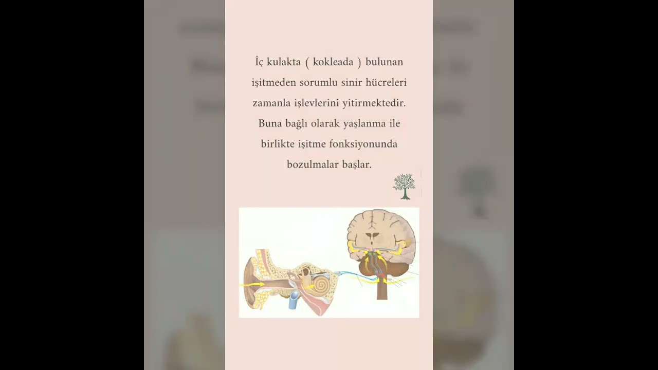 ses ameliyatı,ses cerrahisi,ses teli felci,ses tedavisi,ses terapisi,ses inceltme,ses kalınlaştırma,ses estetiği,ses teli kanseri,gırtlak kanseri,geniz eti,burun ameliyatı,kulak tüpü,çocuk kbb,horlama ameliyatı,kulak burun boğaz profesörü,an